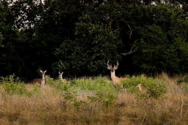 Whitetail Deer Wildlife Conservation