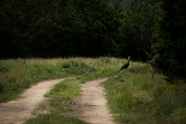 wild animals in Texas