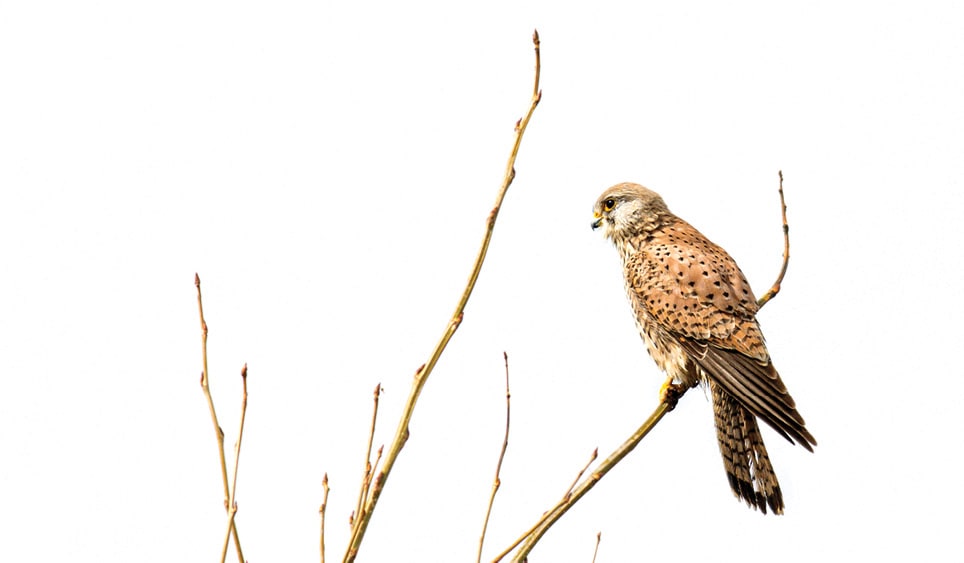 Hawk sitting on a tree branch